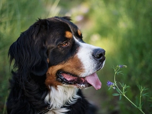 dog, pastoral, Tounge, Bernese, dog