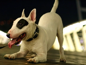 dog-collar, play, patch, Tounge, Bulterier