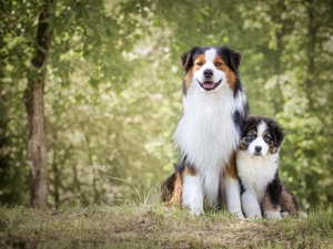 Path, Dogs, forest