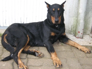 paws, Beauceron