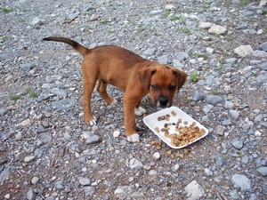 Pebble, Puppy, fodder