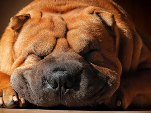 Chinese, race, Shar Pei, dream, dog