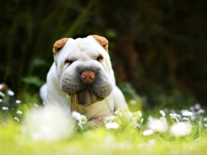 Flowers, daisies, Shar Pei, White, dog