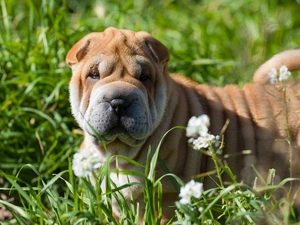 grass, Flowers, Shar Pei, Meadow, dog