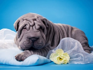 Flower, dog, Shar Pei