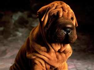 luscious brown, Shar Pei