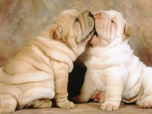 play, puppies, Shar Pei