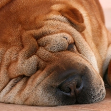 Shar, Pei, Beatyfull