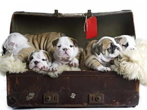 English Bulldog, puppies