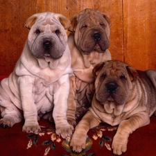 Shar Pei, Three