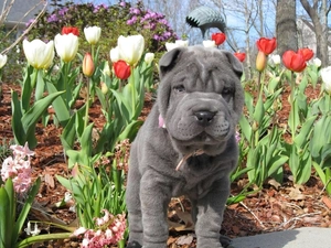 Tulips, Puppy, Shar Pei