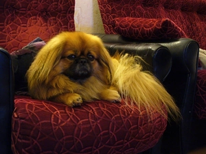 pekinese, Armchair