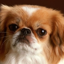 doggy, pekinese, Head