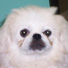 pekinese, muzzle