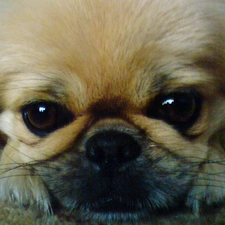 pekinese, muzzle