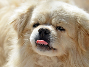 Tounge, pekinese, Puppy, muzzle, doggy