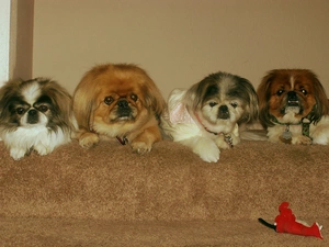 pekingese, four