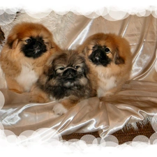 pekingese, Three