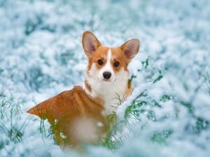 grass, Welsh corgi pembroke, snow, Twigs, dog