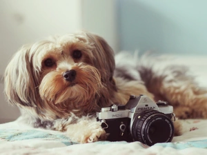 dog, Pentax, Shih Tzu, Camera