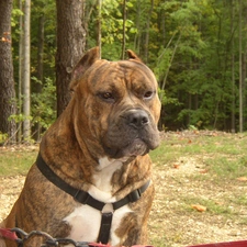 Perro de Presa Canario, brown