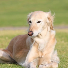 persian, greyhound