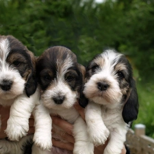 Petit Basset Griffon Vend?en