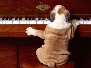 Piano, Funny, dog