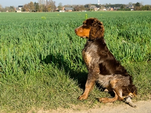 Picard spaniel, grass