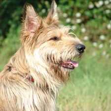 Picardy Shepherd, Berger Picard, Head