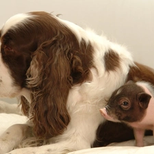 Spaniel, piglet, dog