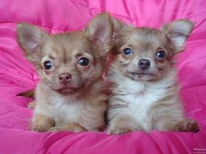 Pink, Pillow, Chihuahua