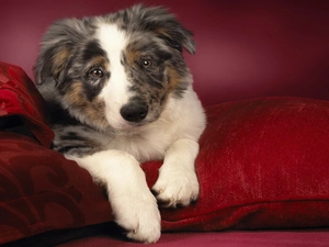 Sofa, pillows, dog