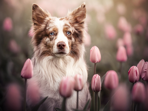 dog, Pink, Tulips, Border Collie