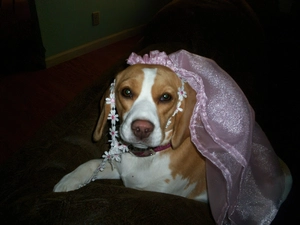 veil, Beagle Harrier, Pink