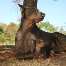 Pinscher, small, Big, Doberman