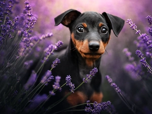 dog, lavender, blur, Pinscher