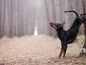 dog, trees, forest, Pinscher