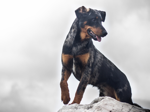 dog, muzzle, Rocks, Pinscher