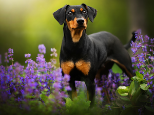 Flowers, dog, miniature Pinscher