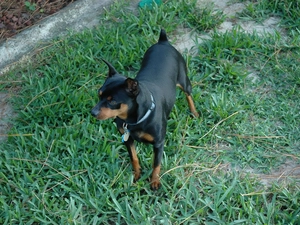grass, Black, miniature Pinscher