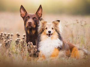 Meadow, shetland Sheepdog, Pinscher