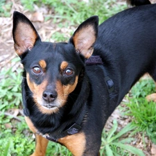 miniature Pinscher, mouth