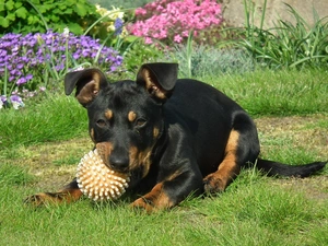Pinscher, dog, Puppy