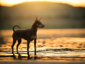 water, dog, miniature Pinscher
