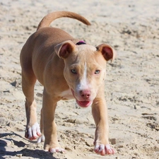 Pit Bull, Beaches, dog