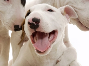 mouths, Pit Bull Terrier, Three