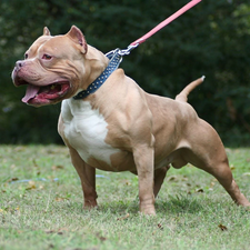 Leash, Pit Bull