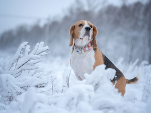 Snowy, Plants, Beagle, winter, dog
