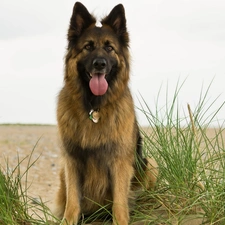 Plants, Beaches, sheep-dog, german